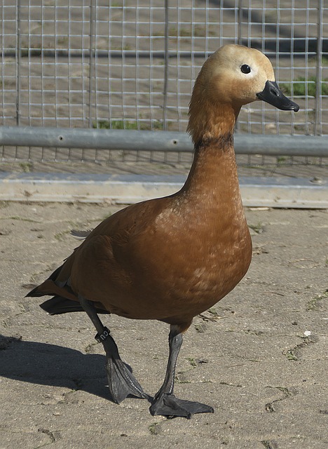 維拉蒂本人
