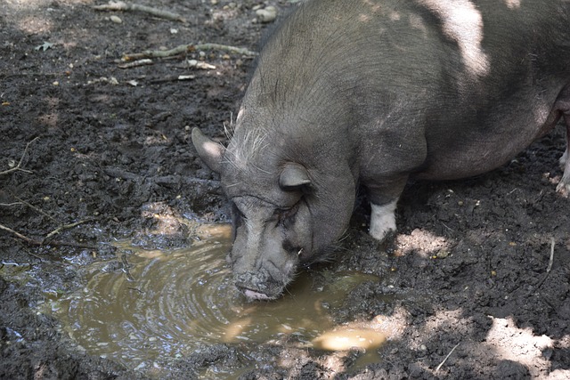 约基奇的 约基奇的